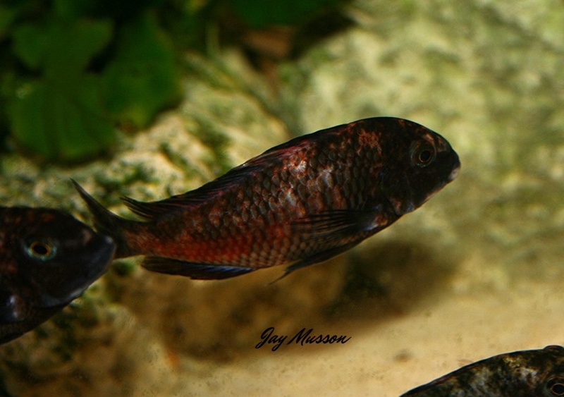 Tropheus sp. 'red' Cape Kipimbi (Kushangaza)